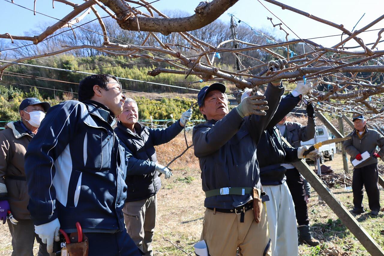 キウイフルーツ剪定講習会開催