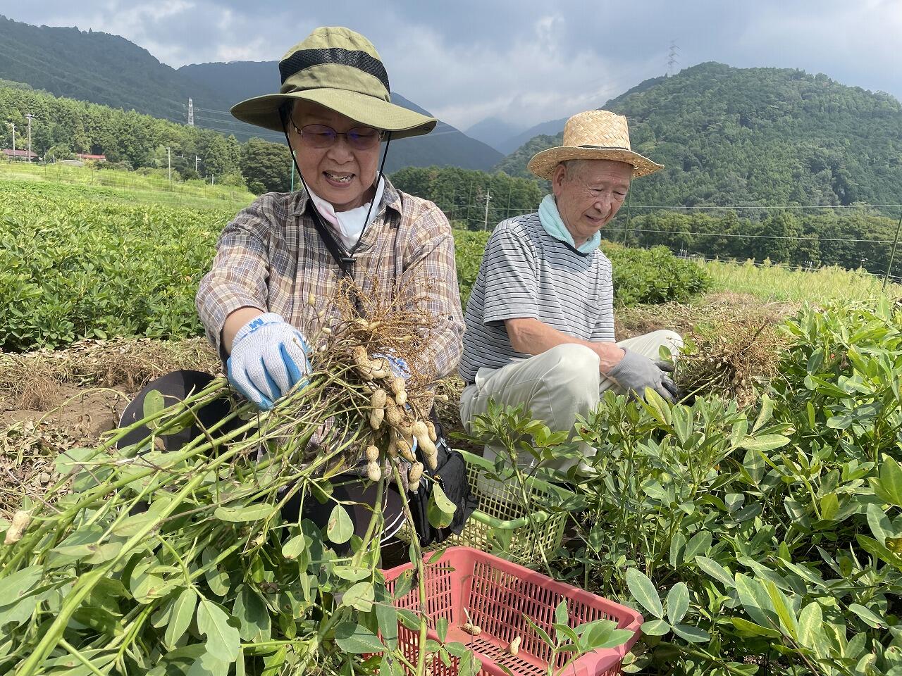 組合員基礎講座で落花生の掘り取り体験会